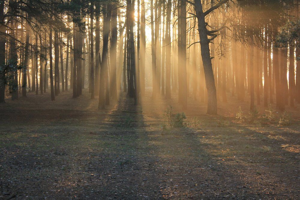 Просветление