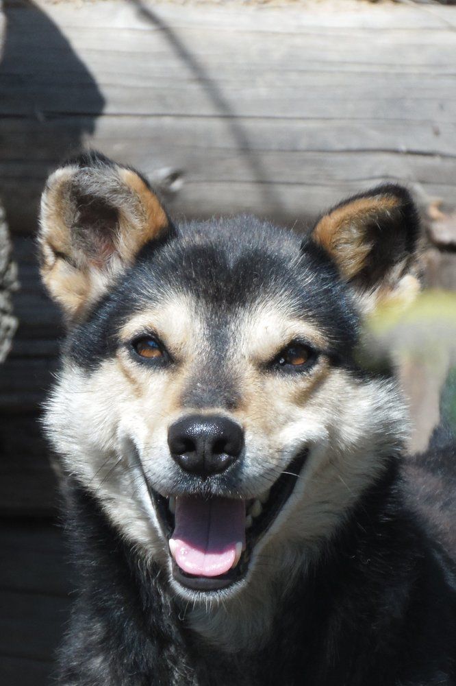 Щенячья радость