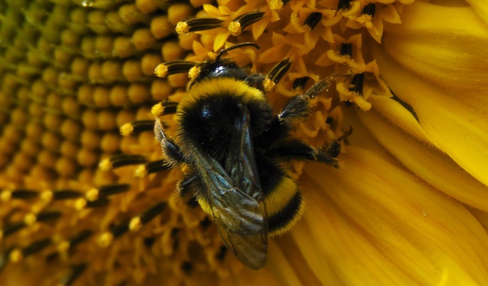 Мохнатый трудяга