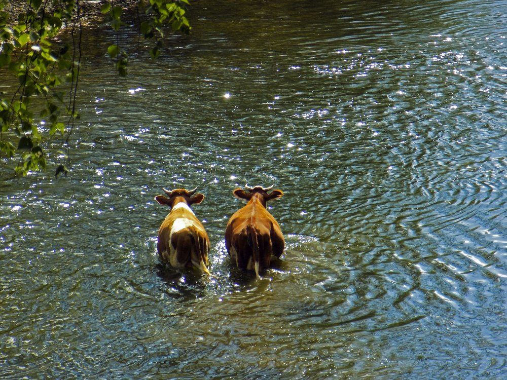 Вдвоем навстречу счастью