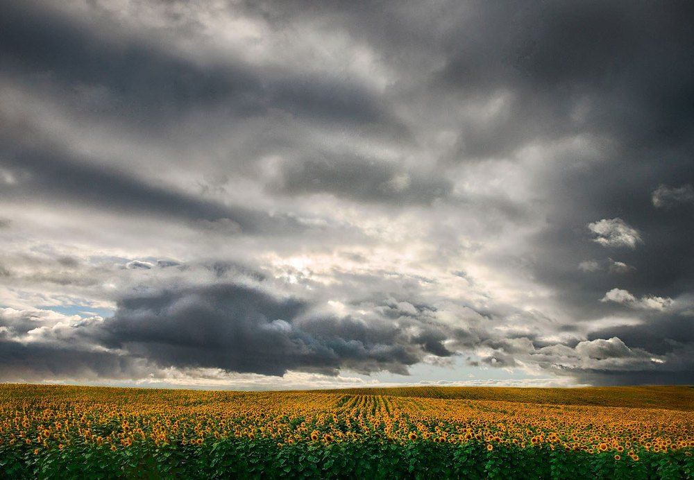 Подсолнухи