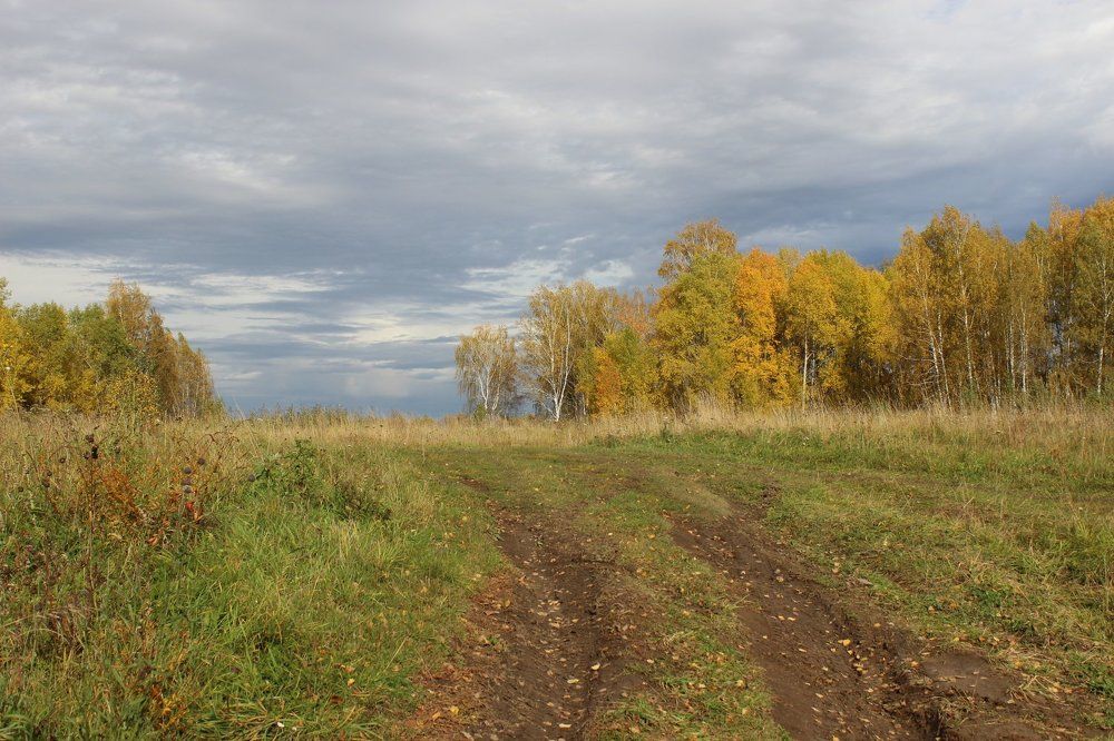 Дорога в поле