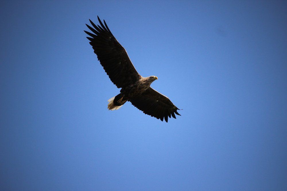 Орлан- белохвост