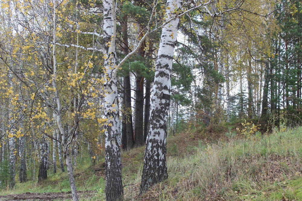 Сосенки с березками