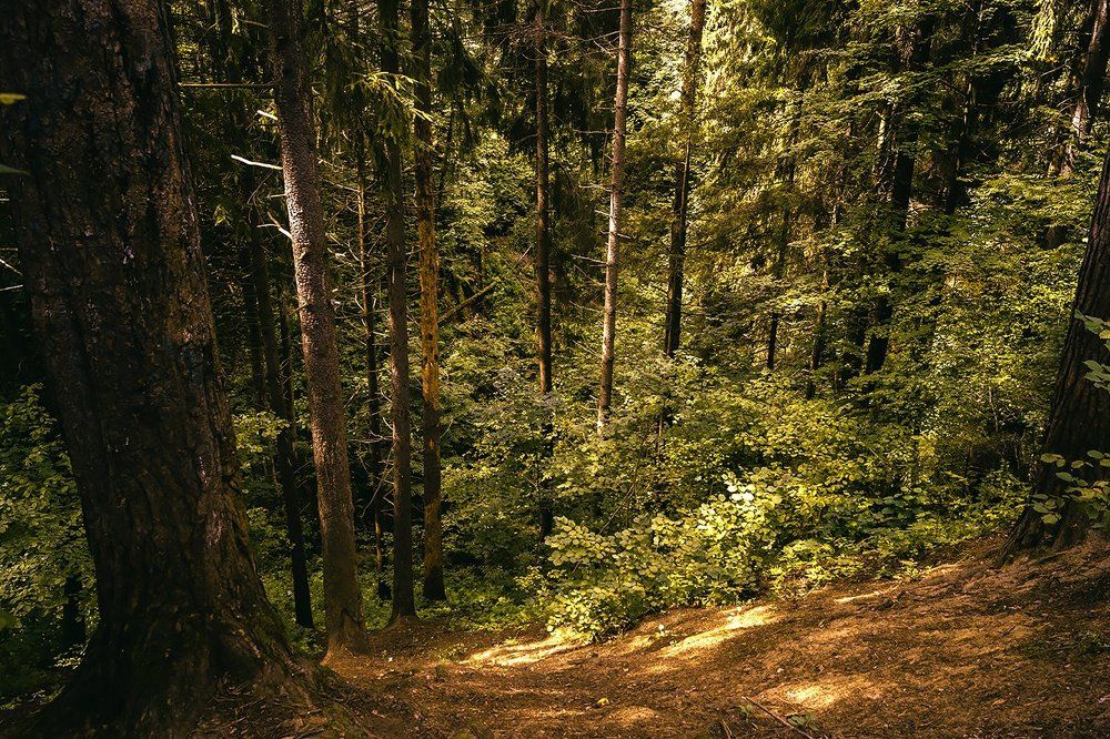 Сосновый лес.