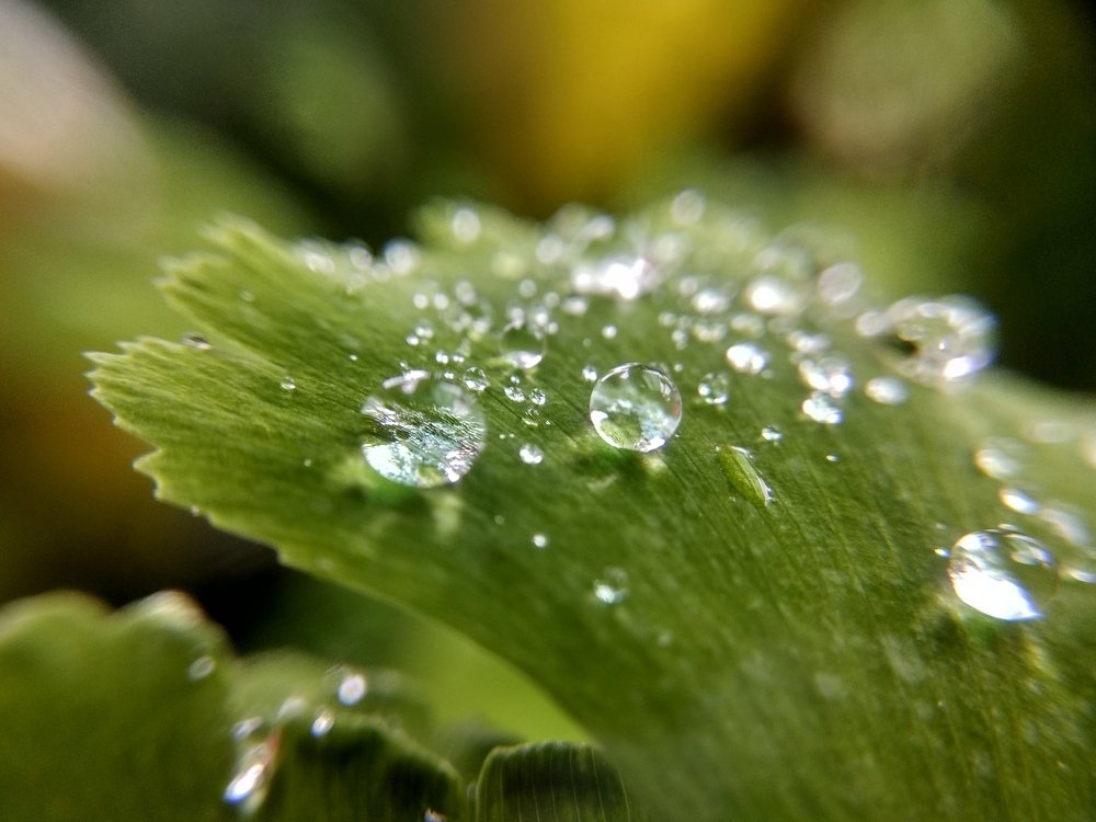 Morning dew