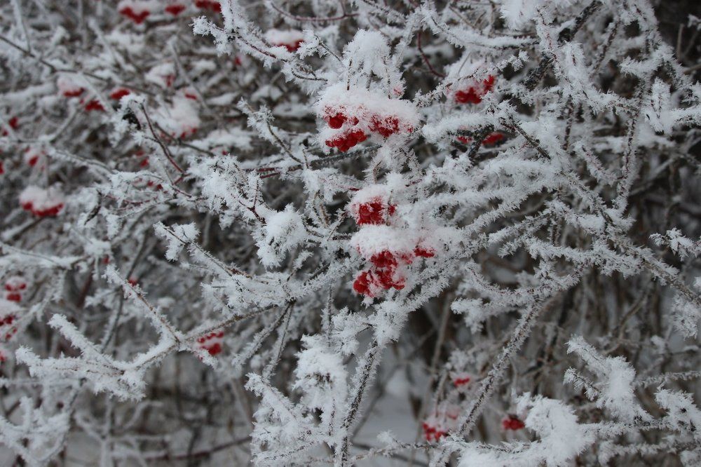 Мороз не страшен