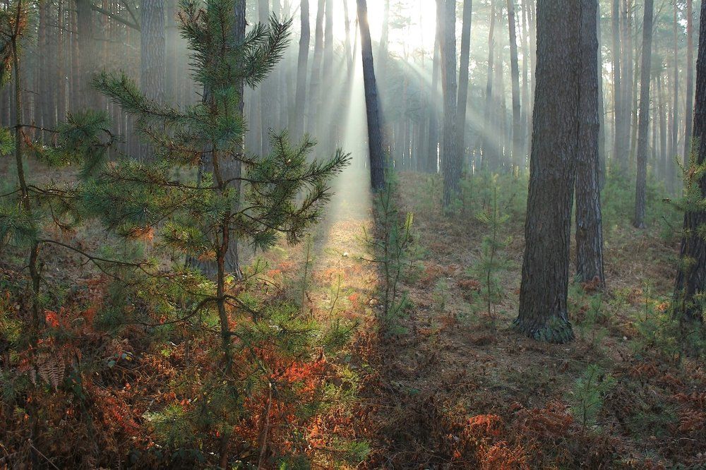 В утренних лучах