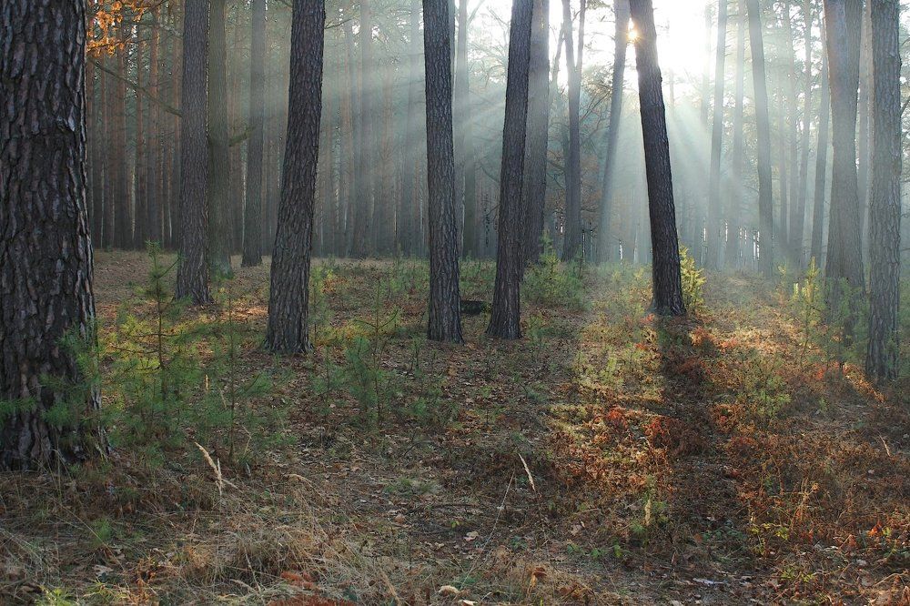 Просветление