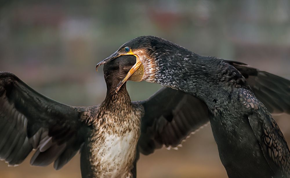 Близорукий отоларинголог