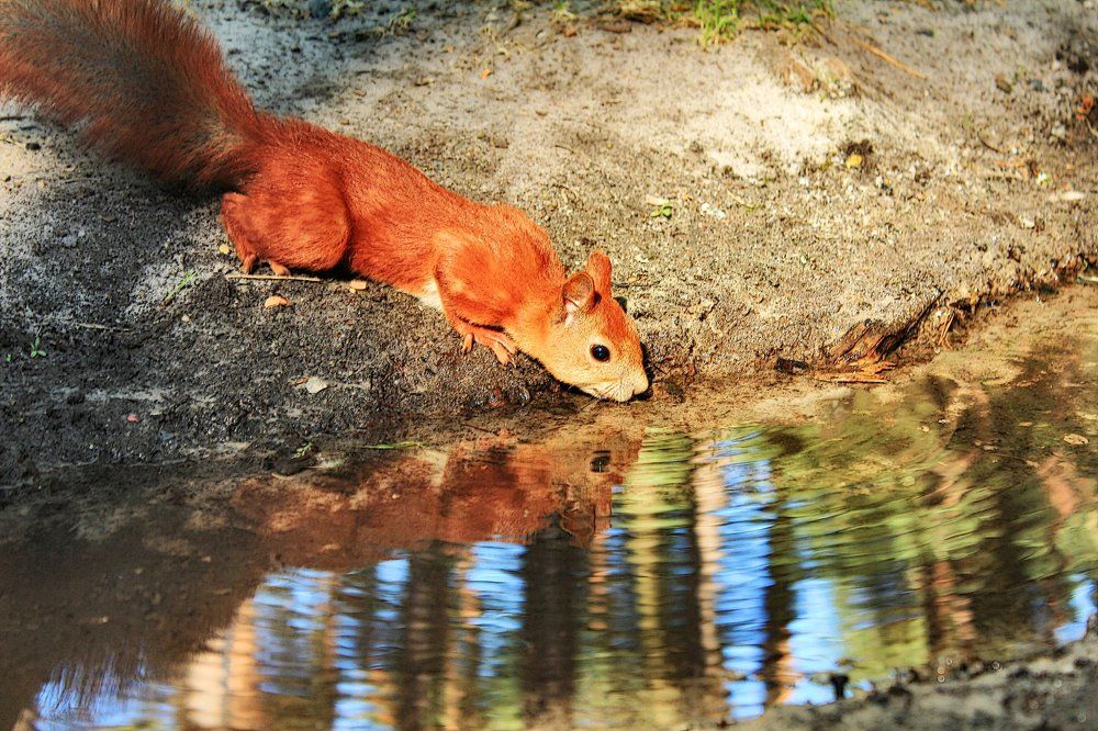 У лесного ручейка