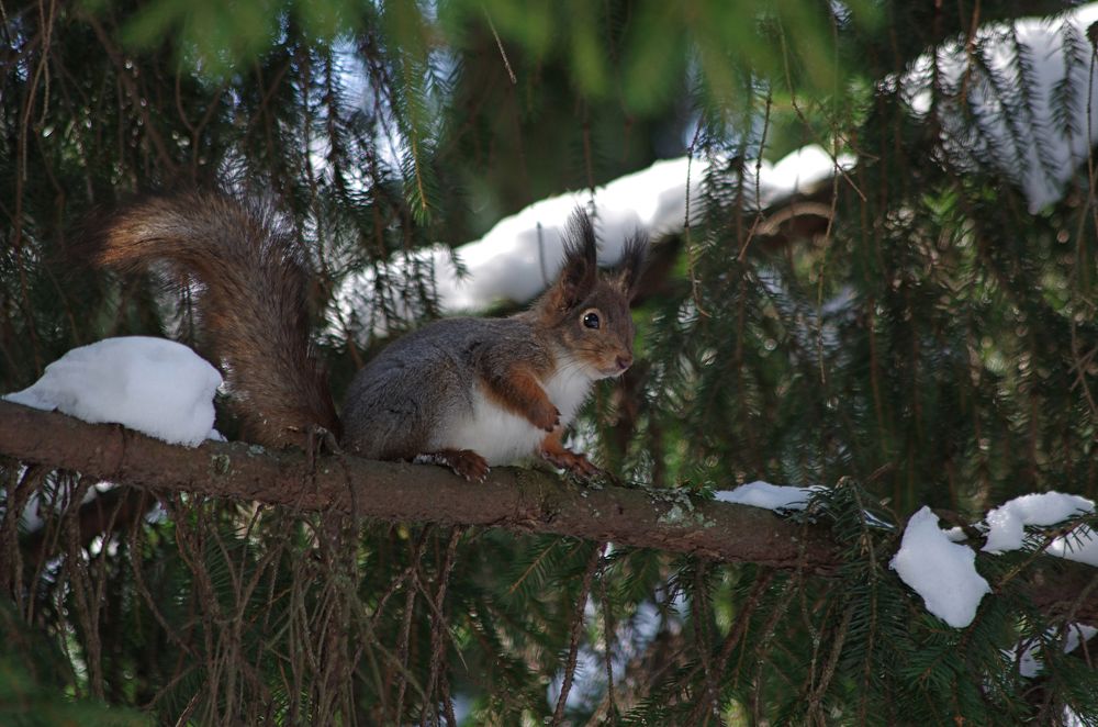 Скоро Весна!
