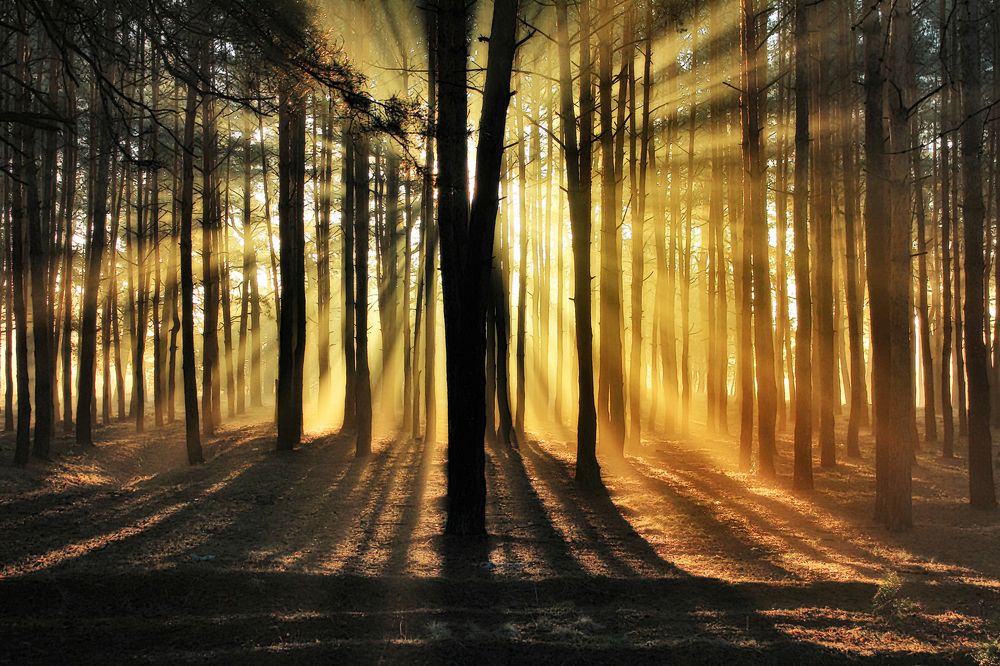 Лучиком надежды