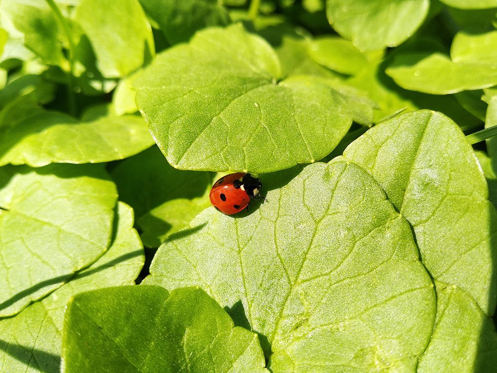 spring ladybug