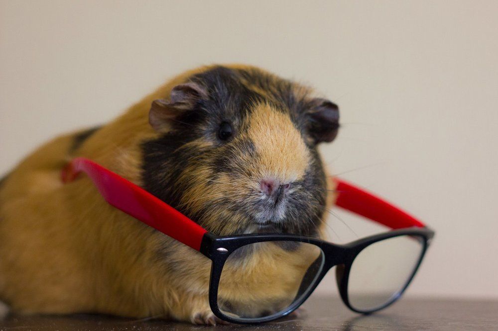 Гвинейская свинка