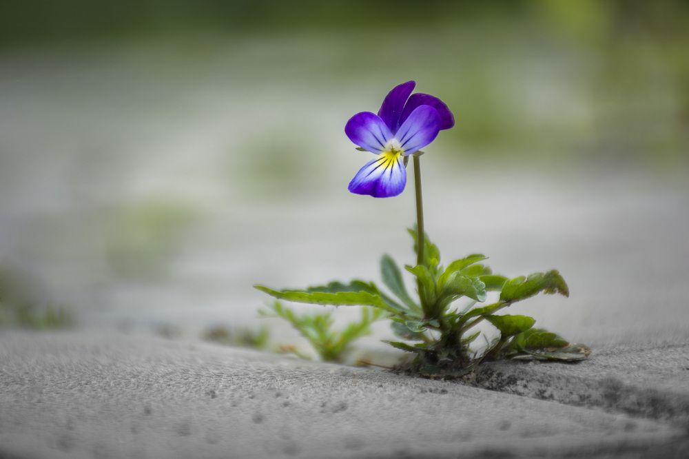 Сквозь камень.