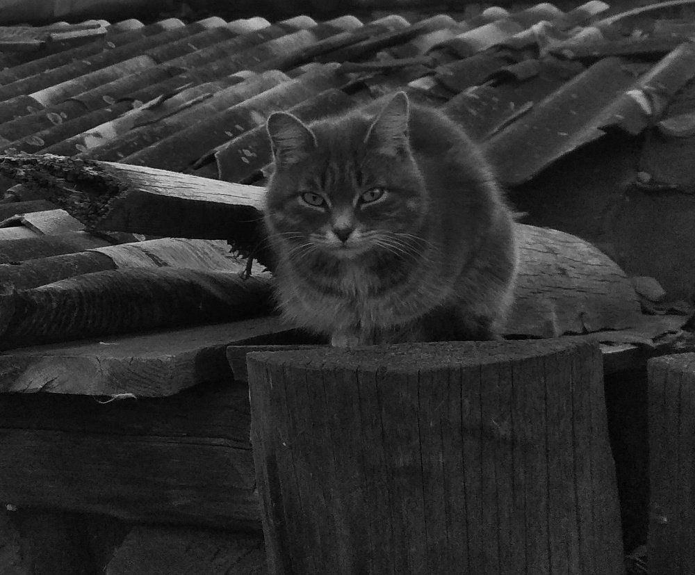 Деревенский кот