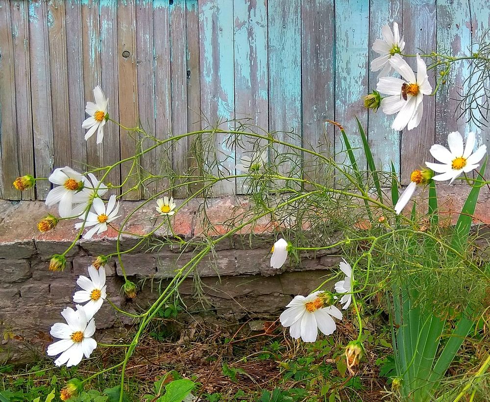 Около деревенского домика