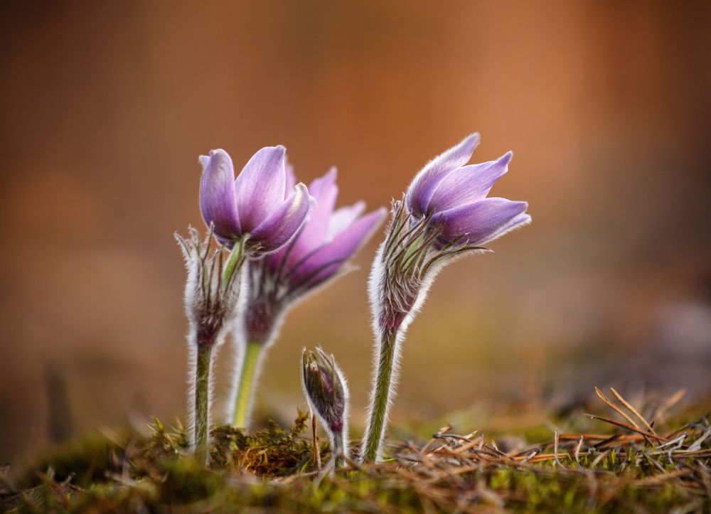 Photograph by Анна Глушакова