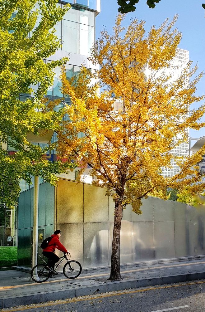 Велосипедист