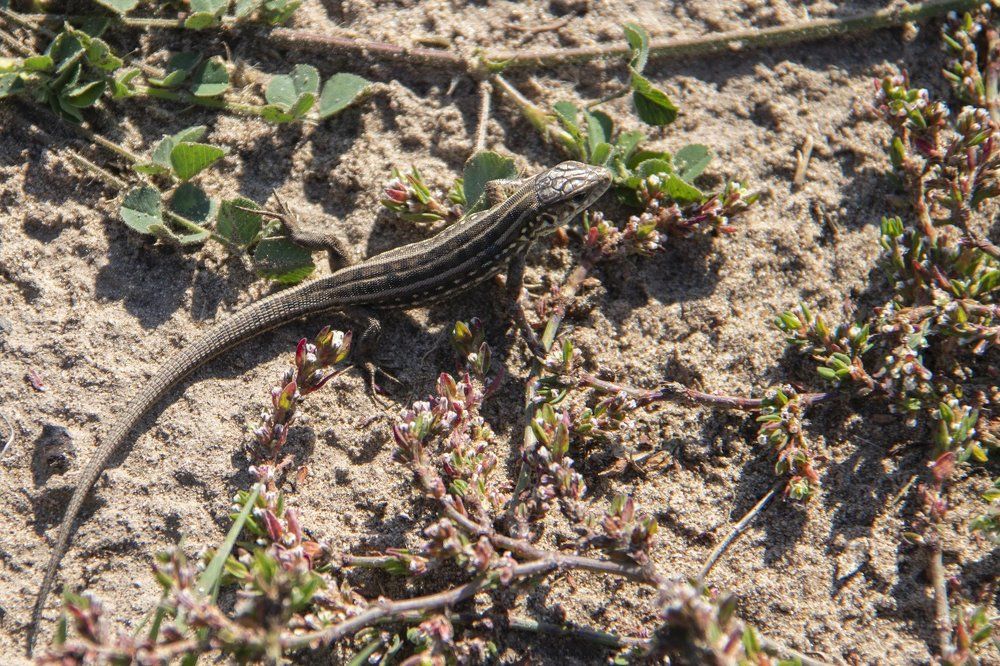 местный гид