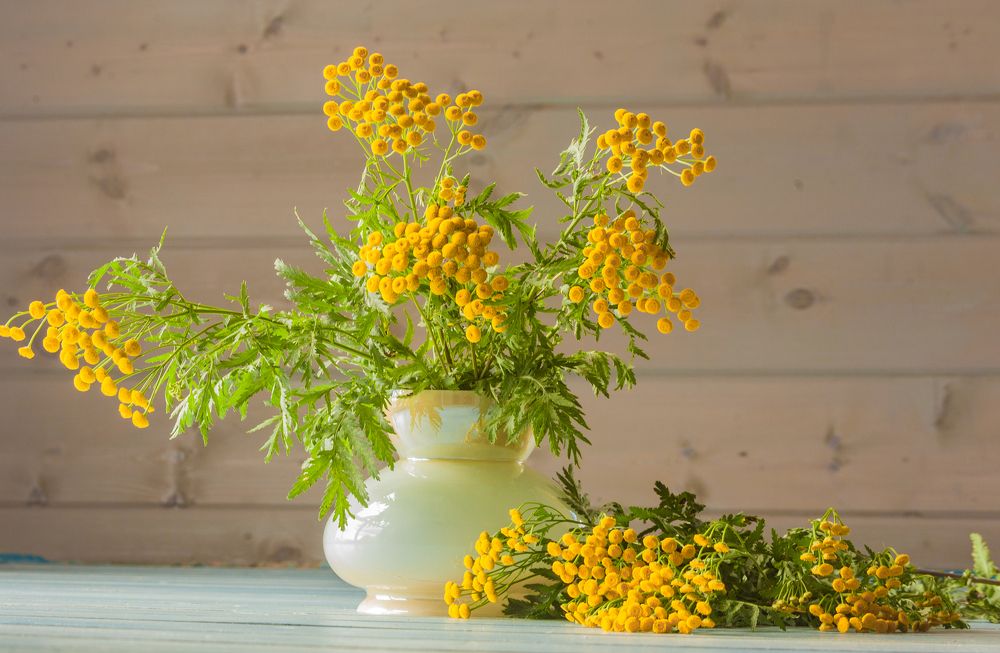 Yellow flowers in a vase