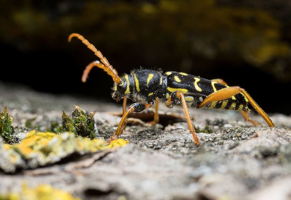 plagionotus arcuatus