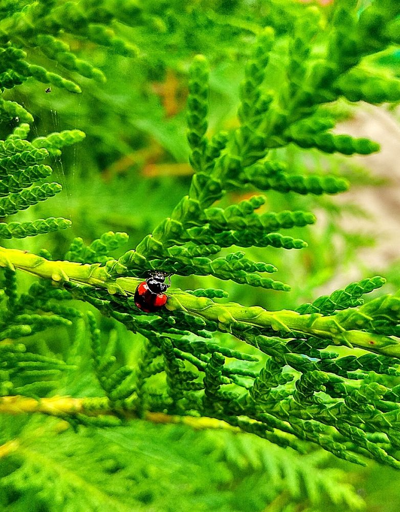 Красное на зелёном