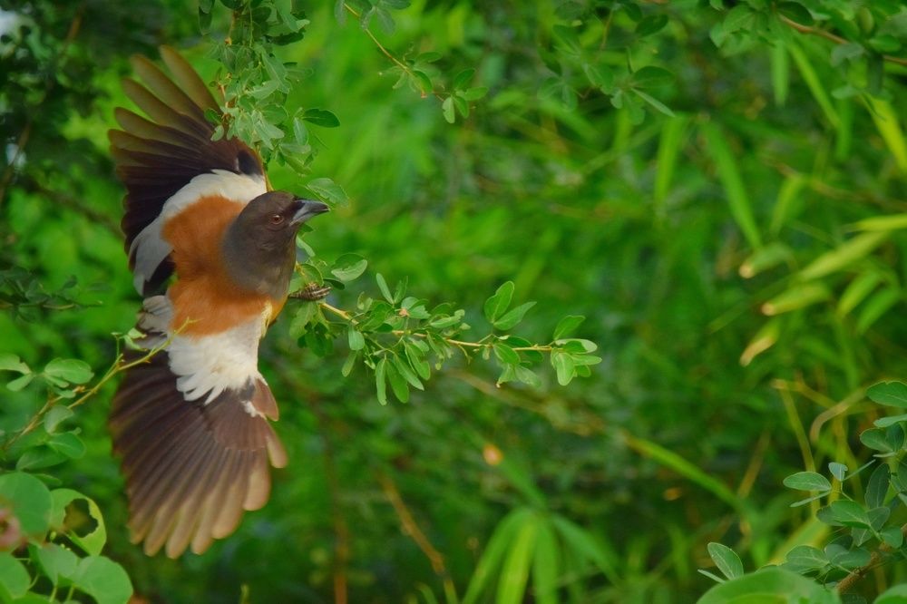 Rufous treepie