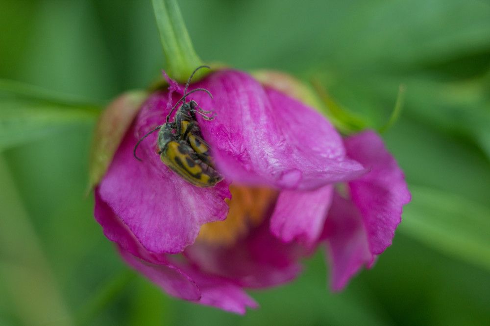 красный цветок