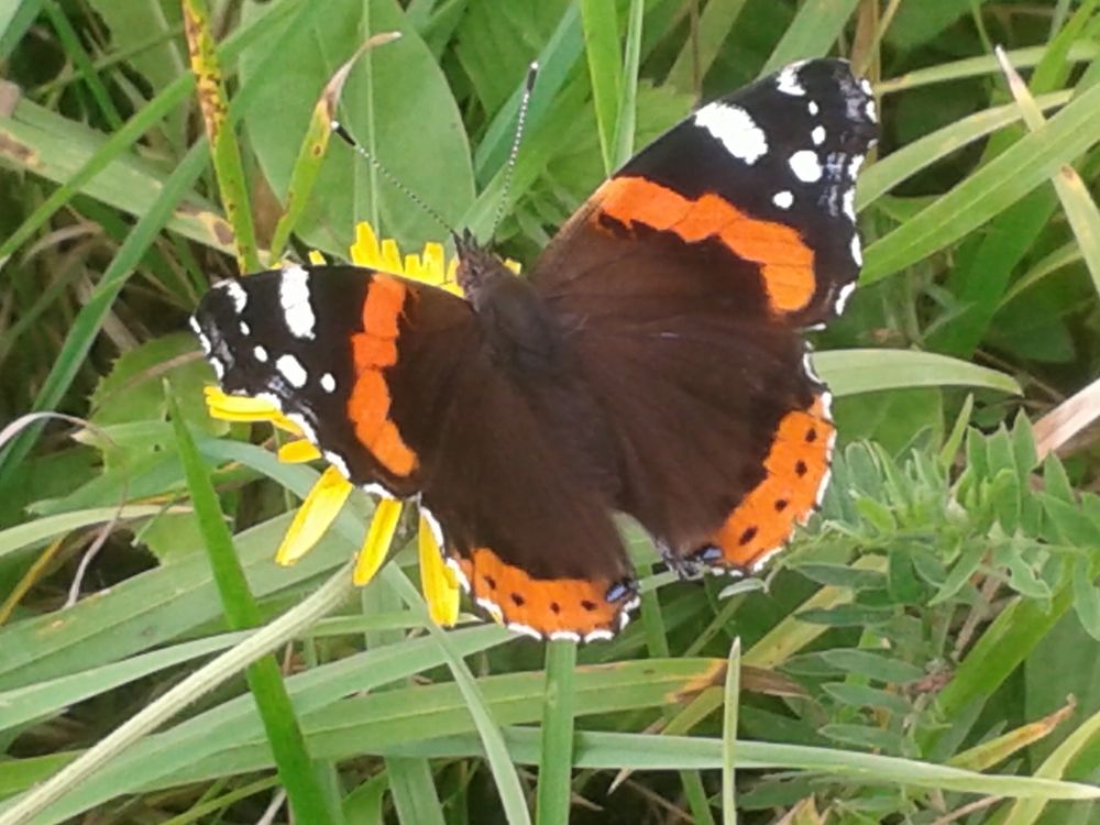 эталон красоты