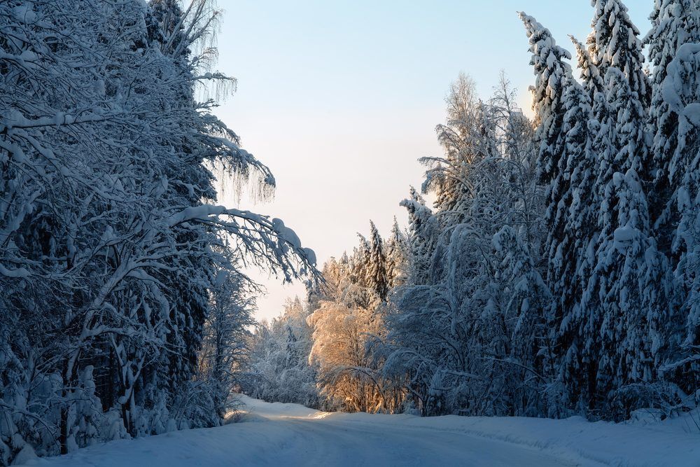 Road in winter forest