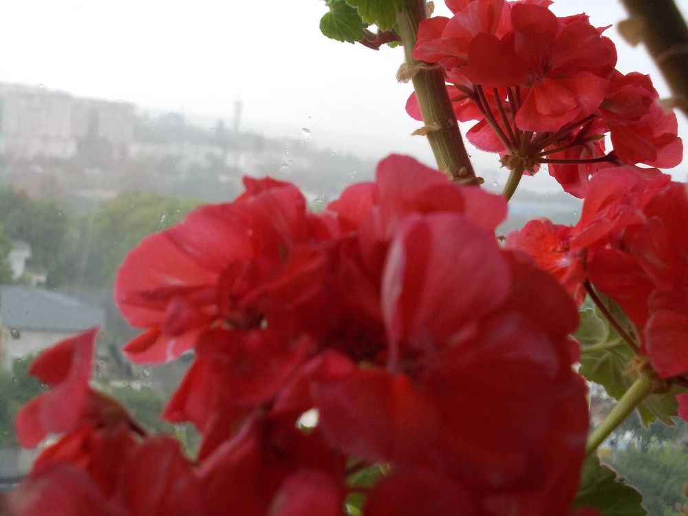 Iarna la fereastră!