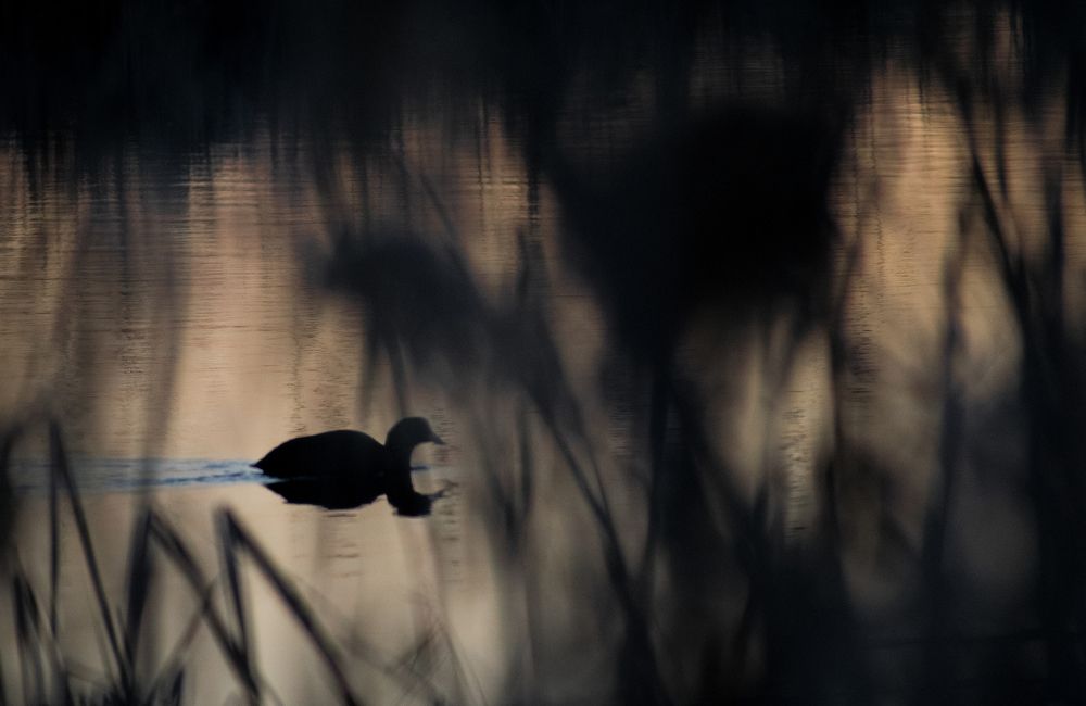 Expression of loneliness