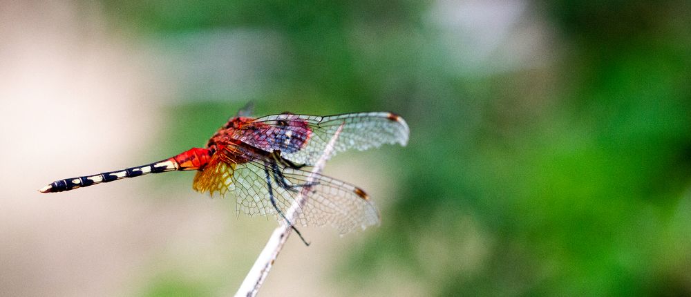 Photograph by Amy May Holt