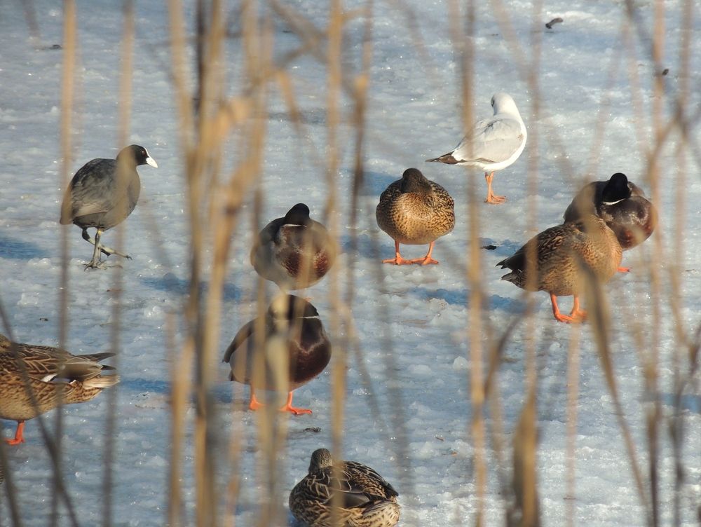 Circus Lake in winter