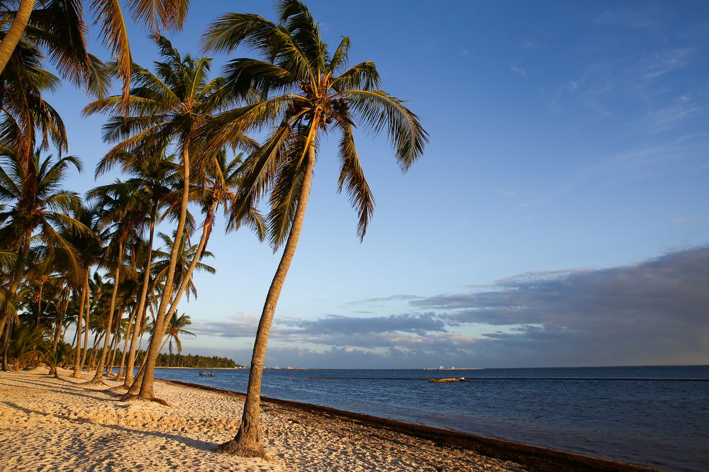 Пальмовый рассвет