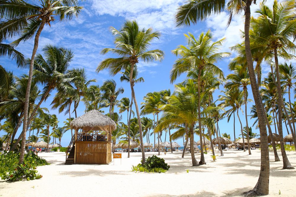 Пальмовый мир