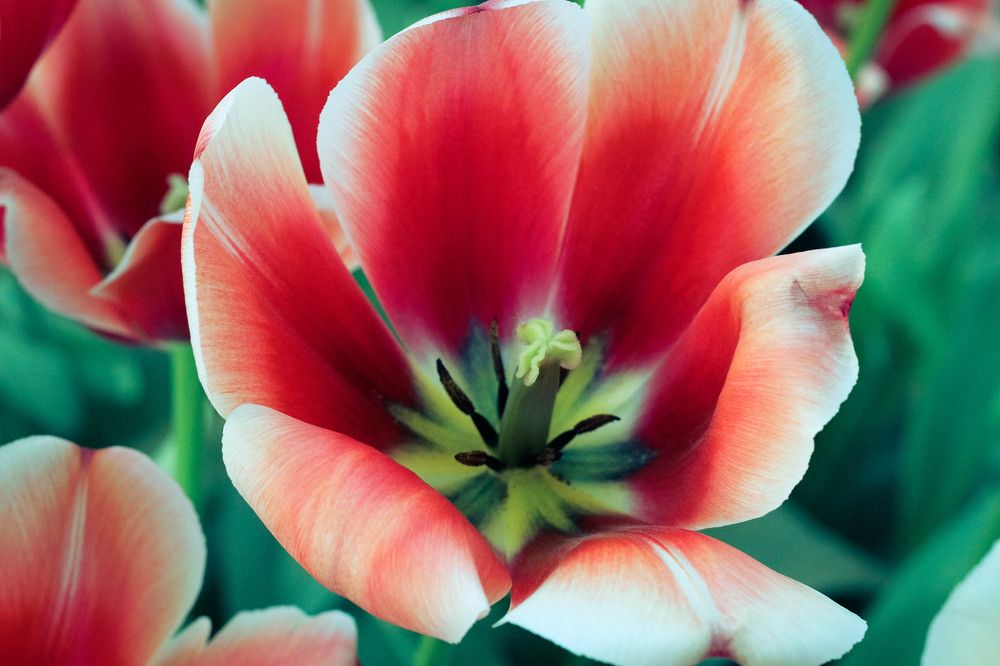 Tulip