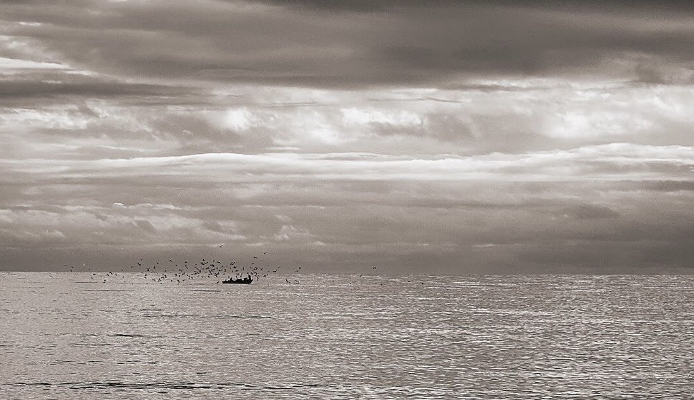 Рыбаки и чайки