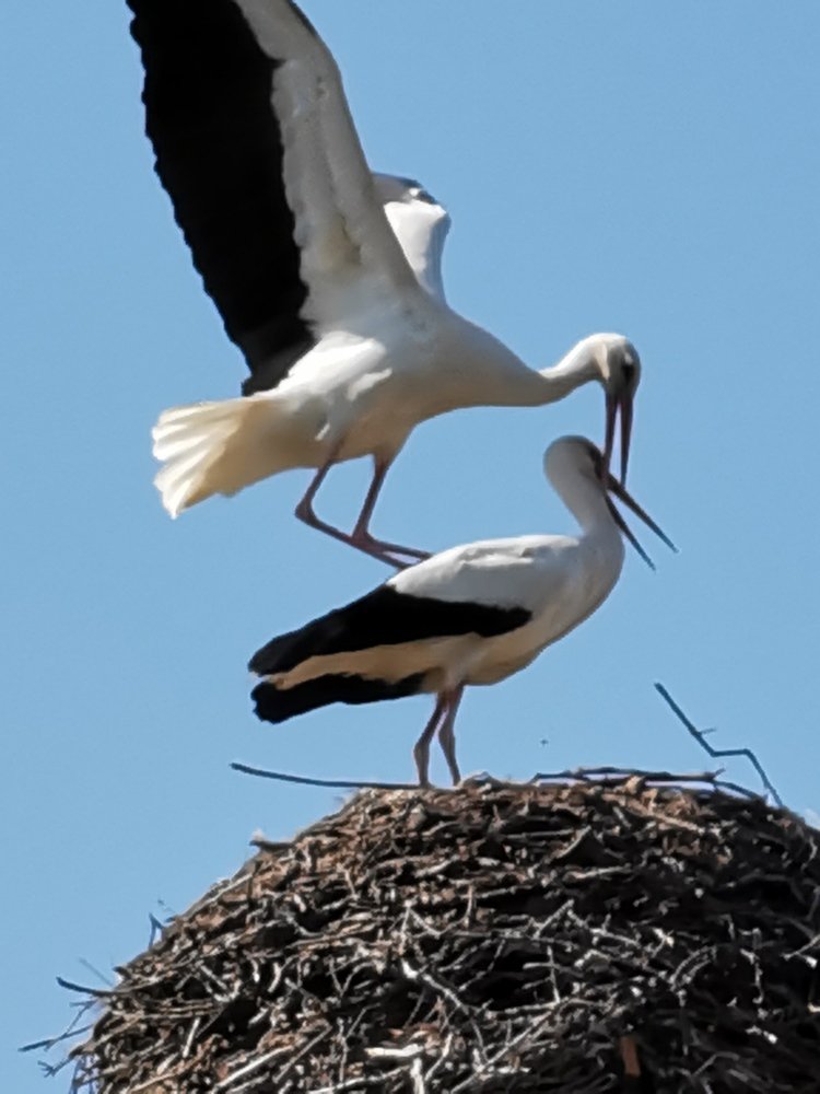 Зарождение