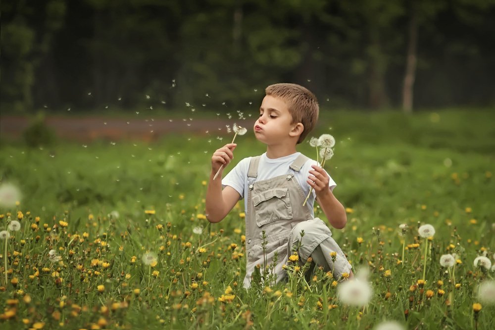 Одуванчик - символ лета