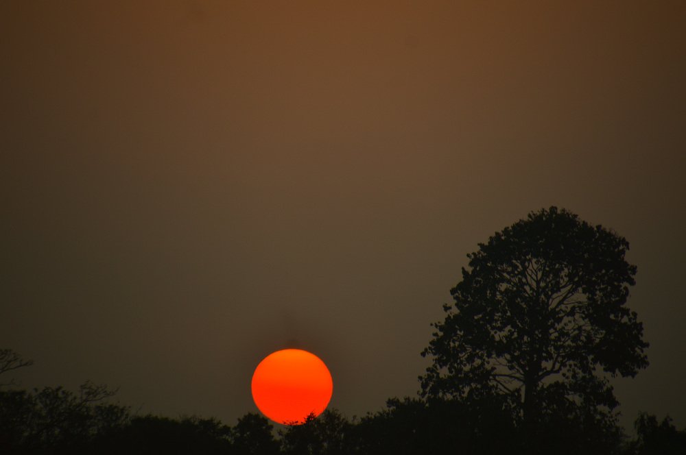 Sunset at Nandankana Botanical Garden !!