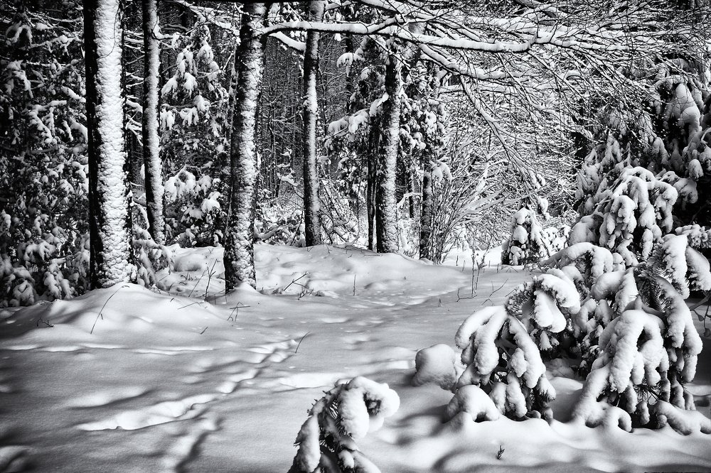 Зимняя сказка!