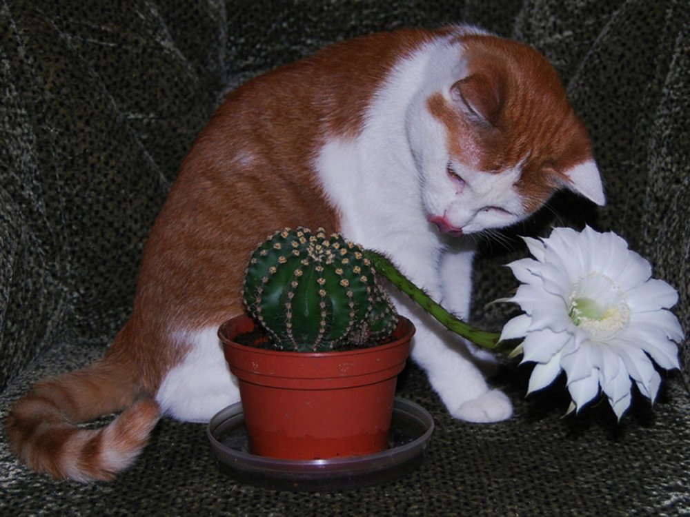 Котик с кактусом.