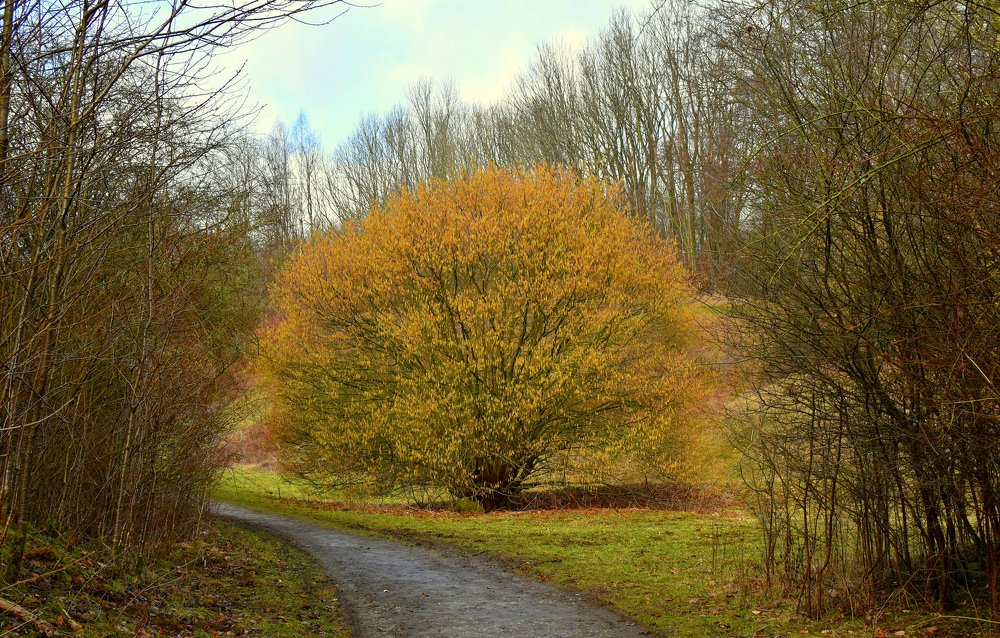 Утро в парке.Весна.