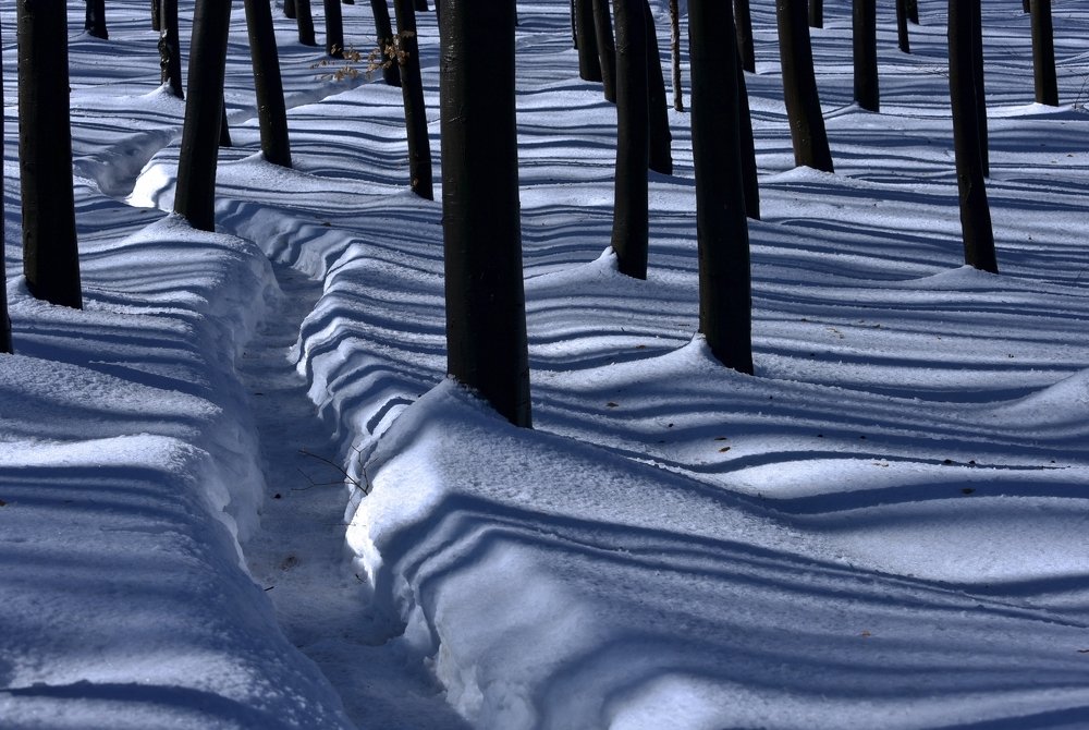 Forest Shadows in Winter