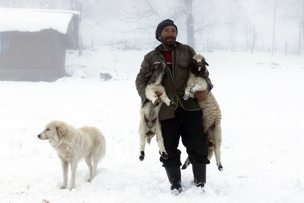 Фотография автора behbood mohajeri jolandan