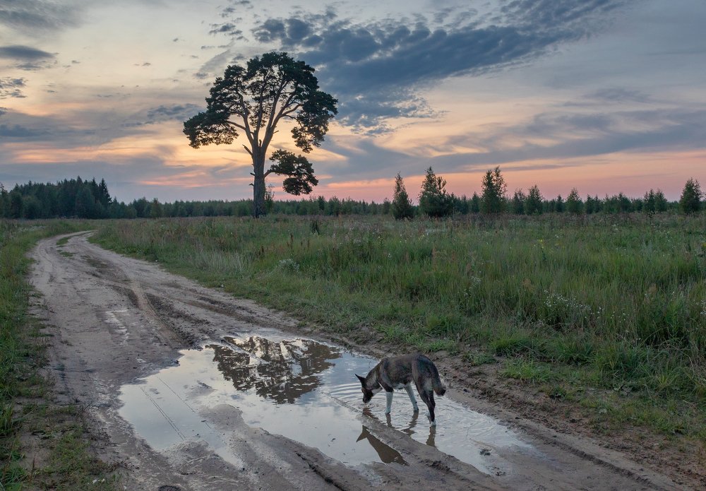 Фотография автора Сергей Метелица
