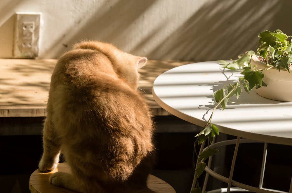 Photograph by pham vu thanh binh